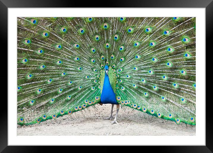Peacock Display Framed Mounted Print by Heather Wise