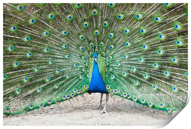 Peacock Display Print by Heather Wise