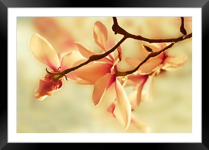 Spring Magnolia Framed Mounted Print by Dawn Cox