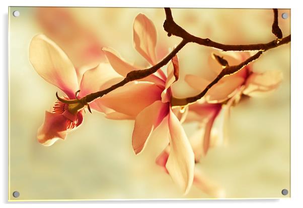 Spring Magnolia Acrylic by Dawn Cox
