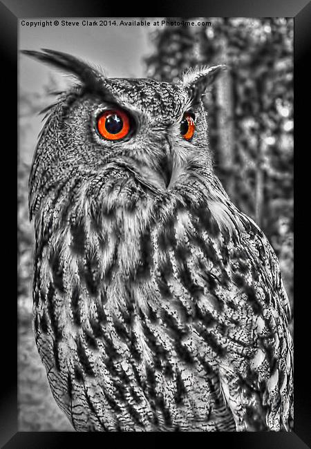 Long Eared Owl (Black and White) Framed Print by Steve H Clark