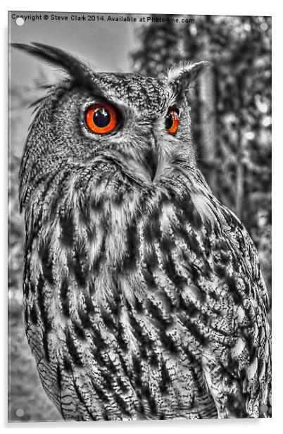 Long Eared Owl (Black and White) Acrylic by Steve H Clark