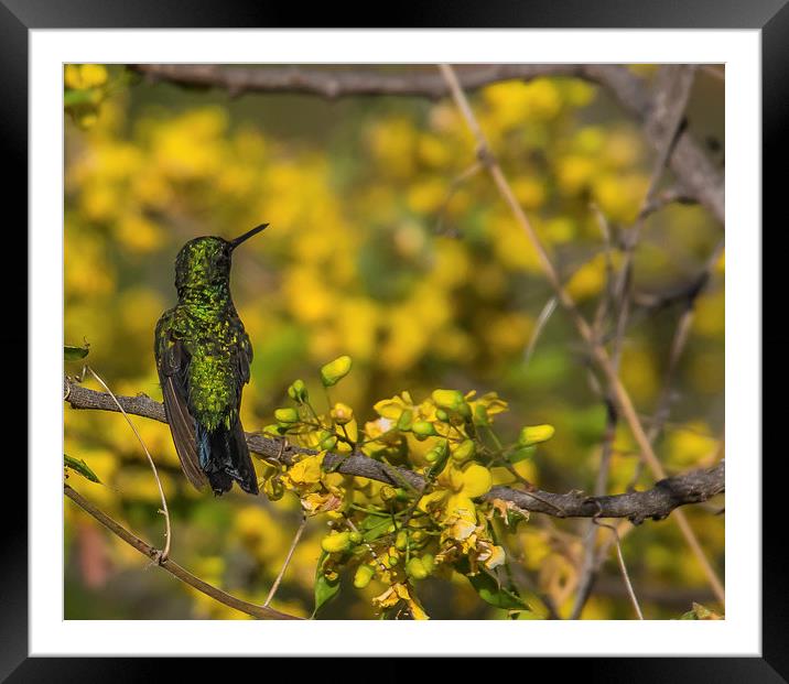 Emerald Humming Bird Framed Mounted Print by Gail Johnson