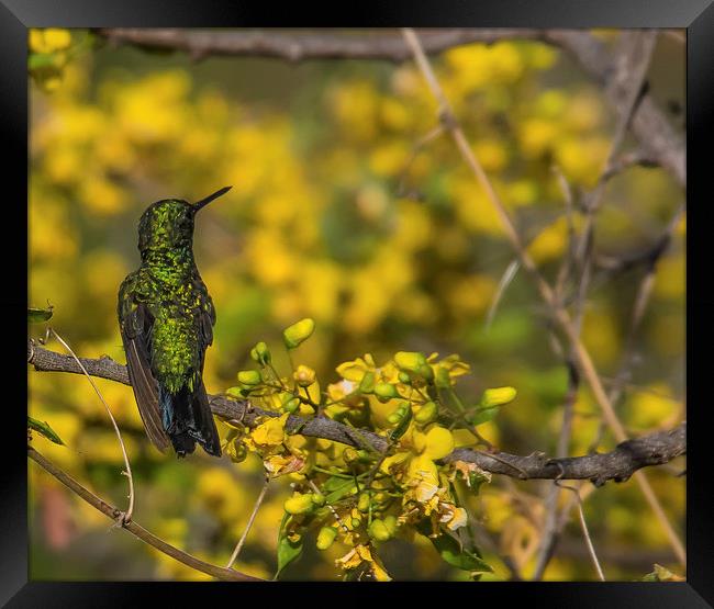 Emerald Humming Bird Framed Print by Gail Johnson