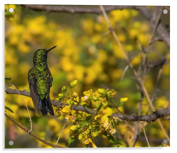 Emerald Humming Bird Acrylic by Gail Johnson