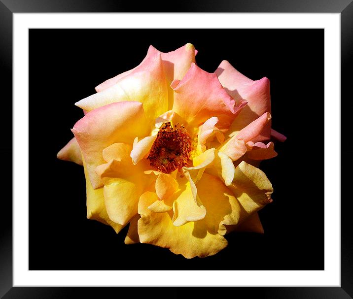 The Peace Rose Framed Mounted Print by Jacqueline Burrell