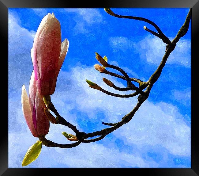 Magnolia Framed Print by Paula Palmer canvas