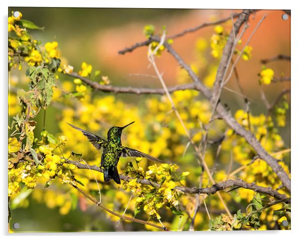 Emerald Humming Bird Acrylic by Gail Johnson