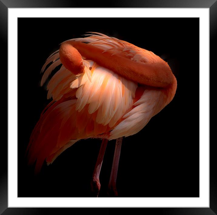 Pink Flamingo Framed Mounted Print by Gail Johnson