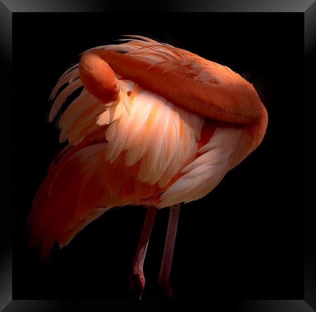 Pink Flamingo Framed Print by Gail Johnson