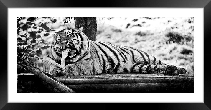 Tiger at Dinner Time Framed Mounted Print by Heather Wise