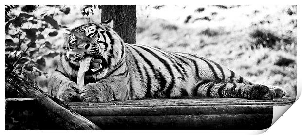 Tiger at Dinner Time Print by Heather Wise