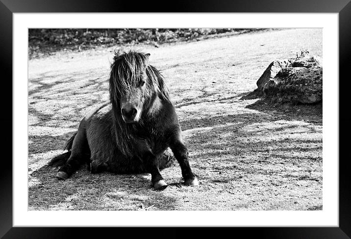Lazy Pony Framed Mounted Print by Heather Wise
