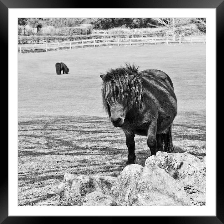 Pony in the Shade Framed Mounted Print by Heather Wise