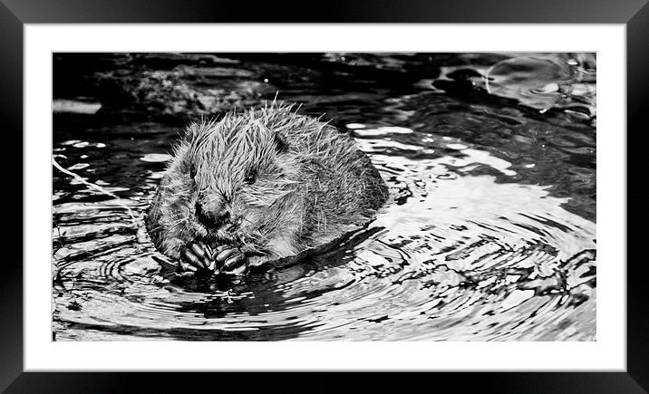 Bathing Beaver. Framed Mounted Print by Heather Wise
