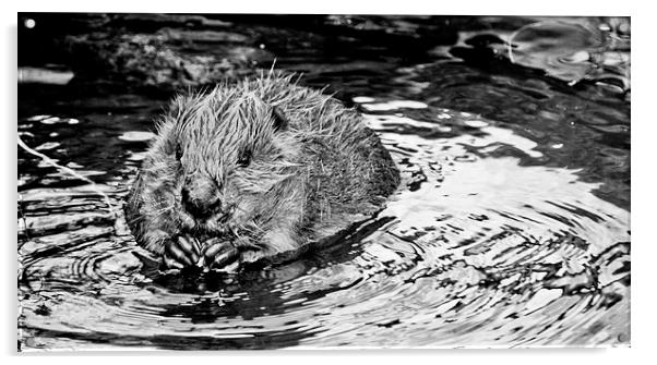 Bathing Beaver. Acrylic by Heather Wise
