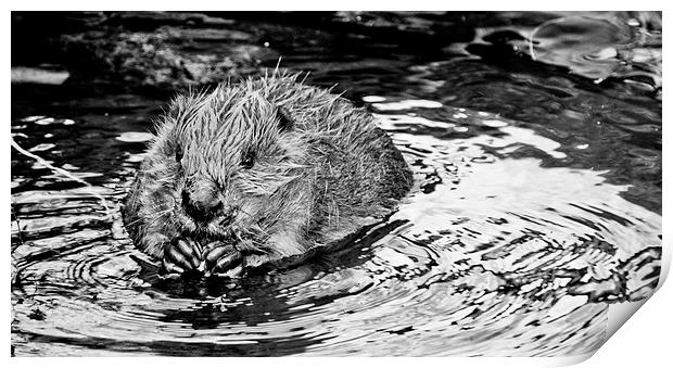 Bathing Beaver. Print by Heather Wise