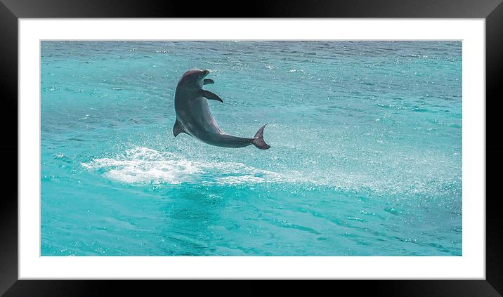 Dolphin spinning Framed Mounted Print by Gail Johnson
