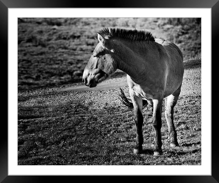 Przewalkskis Wild Horse Framed Mounted Print by Heather Wise