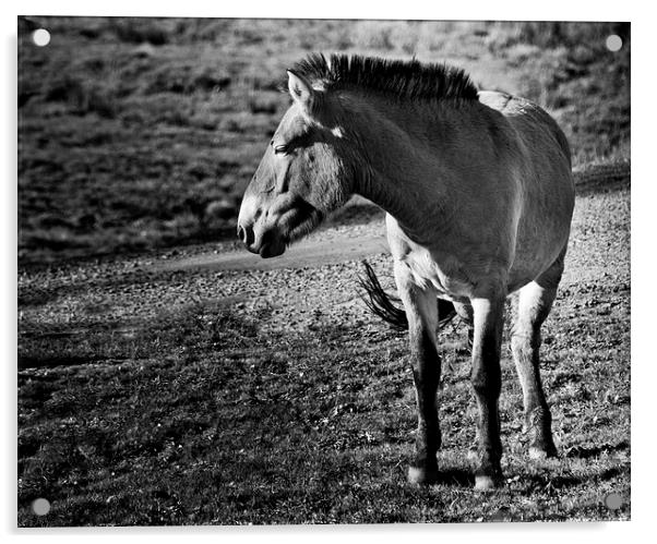 Przewalkskis Wild Horse Acrylic by Heather Wise