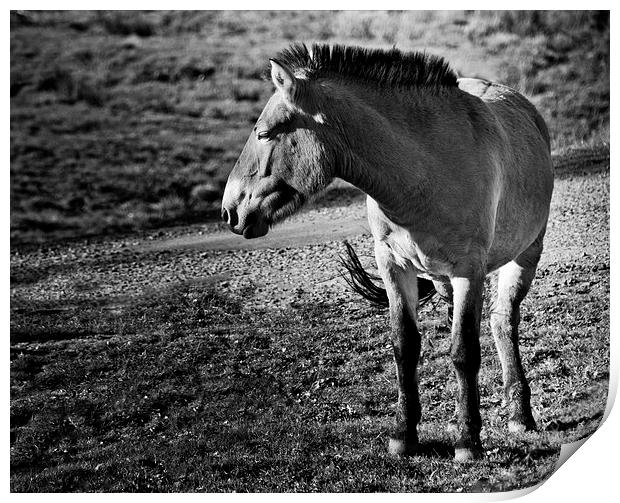 Przewalkskis Wild Horse Print by Heather Wise