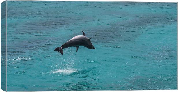 Dolphin spinning Canvas Print by Gail Johnson
