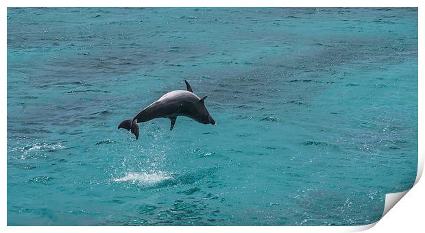 Dolphin spinning Print by Gail Johnson