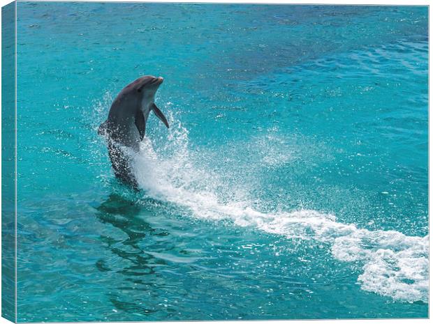 Dolphin spinning Canvas Print by Gail Johnson