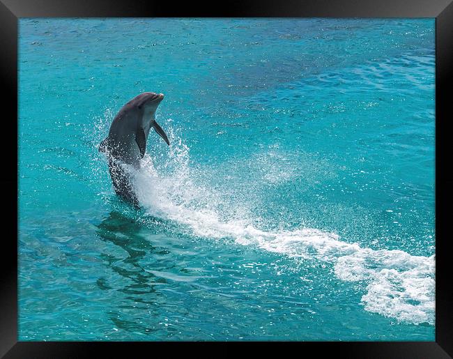 Dolphin spinning Framed Print by Gail Johnson