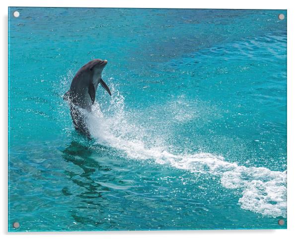 Dolphin spinning Acrylic by Gail Johnson