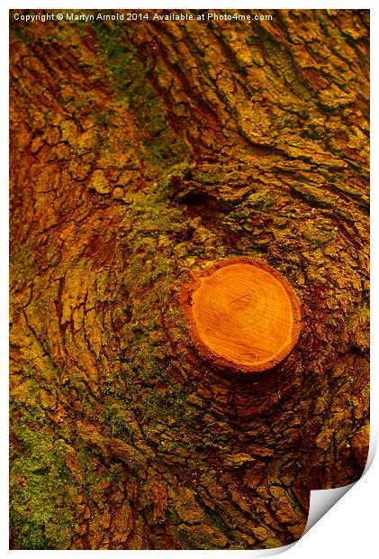 Wood  Bark and Grain Print by Martyn Arnold