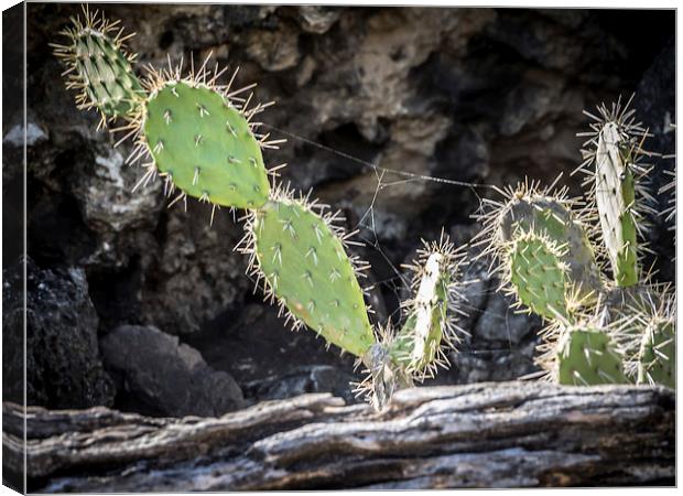 Shete Boka National Park Canvas Print by Gail Johnson