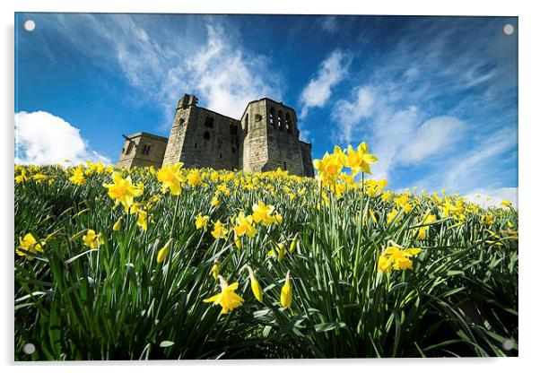 Warkworth Daffodils Acrylic by Paul Appleby