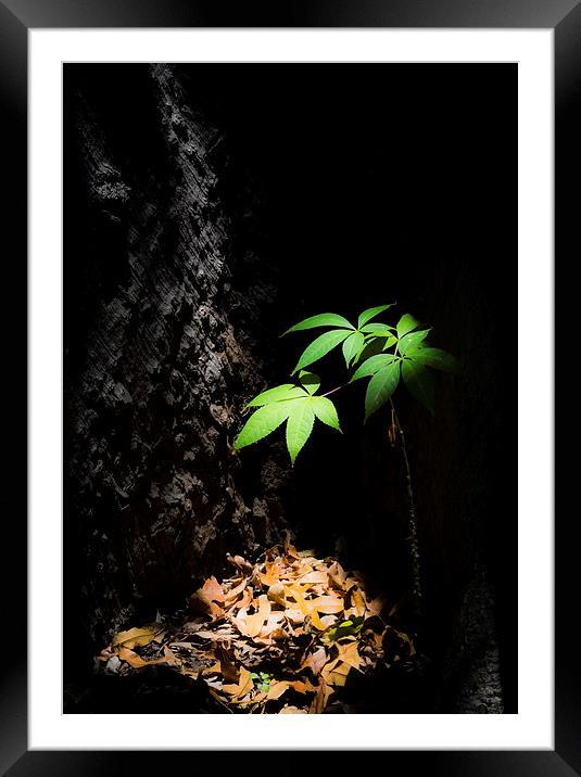 plant in a shaft of sunlight Framed Mounted Print by Gail Johnson