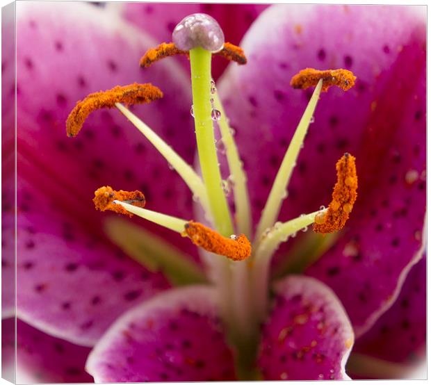 Lily Close Up Canvas Print by Clive Eariss