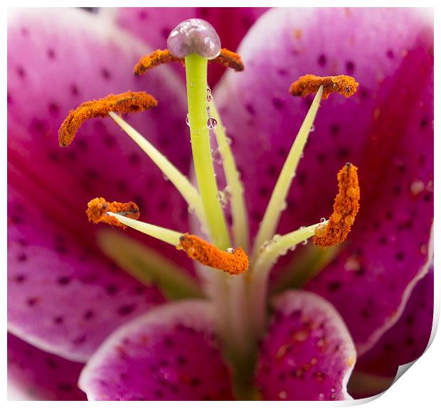 Lily Close Up Print by Clive Eariss