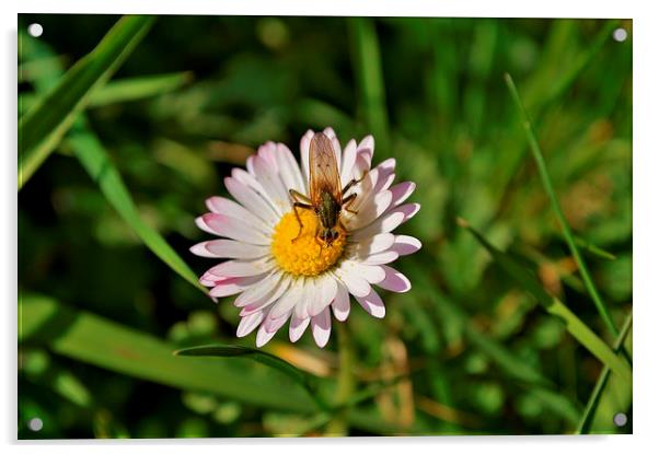 insect on a daisy Acrylic by Rhona Ward