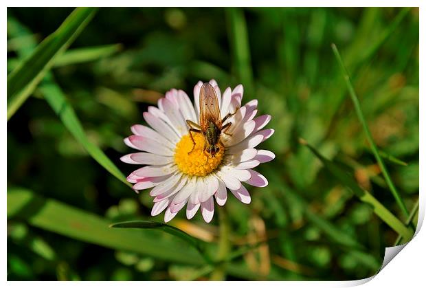 insect on a daisy Print by Rhona Ward