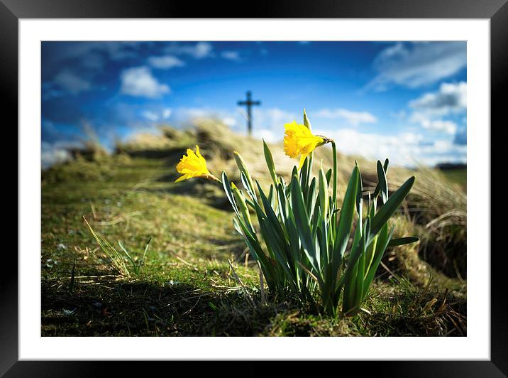 St. Cuthberts Daffodils Framed Mounted Print by Paul Appleby