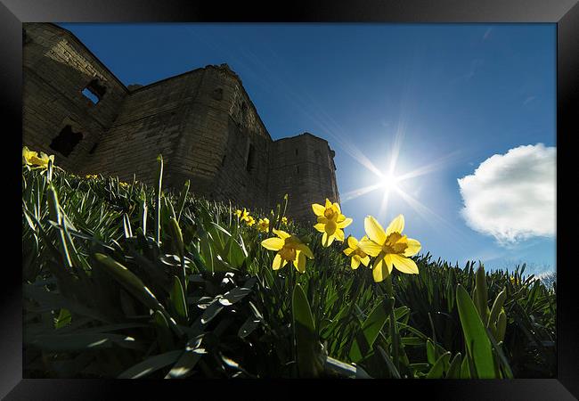 Warkworth Daffodils - Into the Sun Framed Print by Paul Appleby