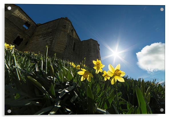 Warkworth Daffodils - Into the Sun Acrylic by Paul Appleby