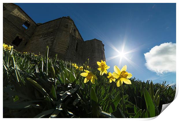 Warkworth Daffodils - Into the Sun Print by Paul Appleby