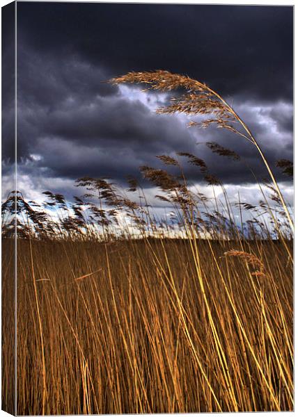 1 Reed in the Wind Canvas Print by Steve Hardiman