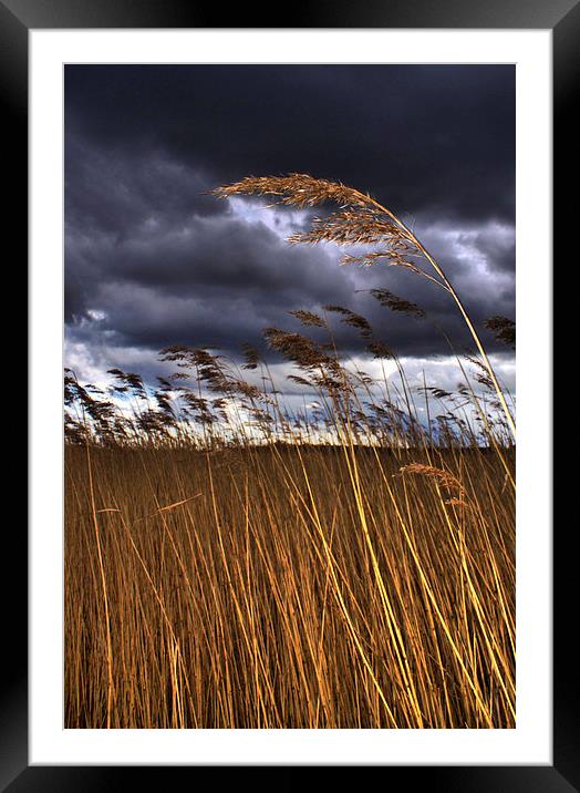 1 Reed in the Wind Framed Mounted Print by Steve Hardiman