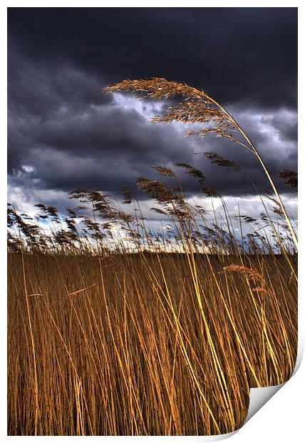 1 Reed in the Wind Print by Steve Hardiman