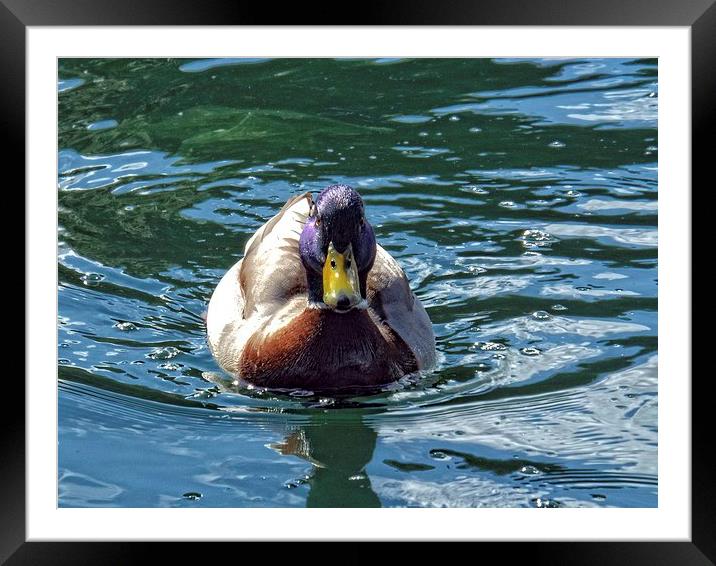 Quack Framed Mounted Print by chrissy woodhouse