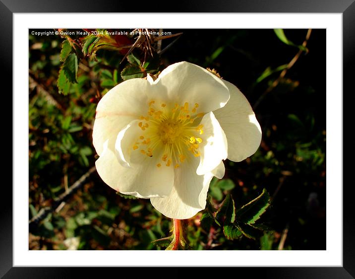 Wild Flower Framed Mounted Print by Gwion Healy