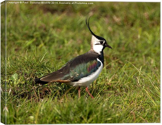 Lapwing Canvas Print by Paul Scoullar