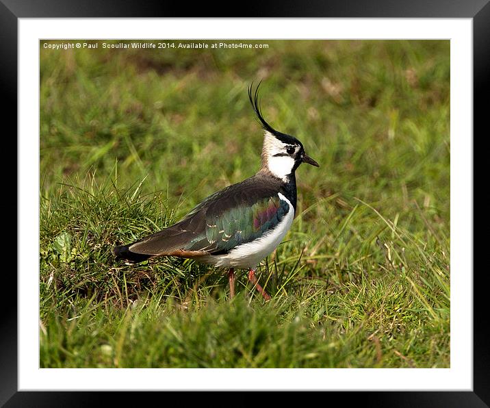 Lapwing Framed Mounted Print by Paul Scoullar