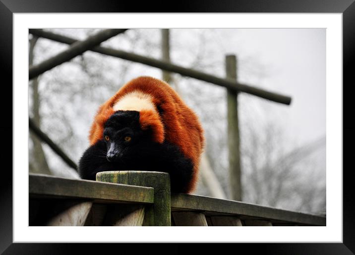 Red Lemur Framed Mounted Print by Heather Wise